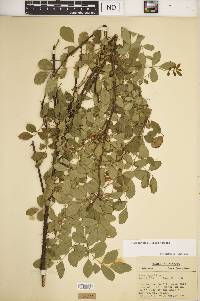 Rosa carolina subsp. carolina image