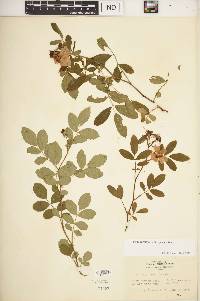 Rosa carolina subsp. carolina image