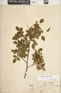 Rosa carolina subsp. carolina image