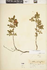 Rosa carolina subsp. carolina image