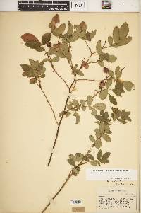 Rosa carolina subsp. subserrulata image