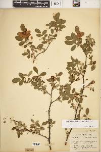 Rosa carolina subsp. subserrulata image