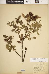 Rosa carolina subsp. subserrulata image