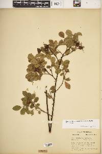 Rosa carolina subsp. subserrulata image