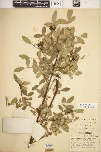 Rosa carolina subsp. subserrulata image