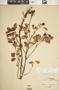 Rosa carolina subsp. subserrulata image