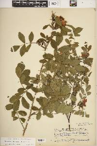 Rosa carolina subsp. subserrulata image