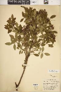 Rosa carolina subsp. subserrulata image