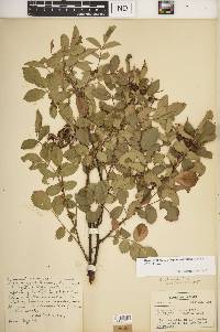 Rosa carolina subsp. subserrulata image