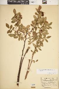 Rosa carolina subsp. subserrulata image