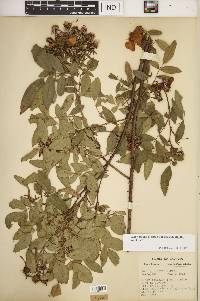 Rosa carolina subsp. subserrulata image