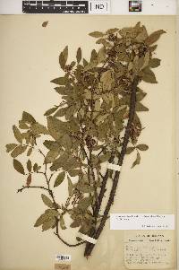 Rosa carolina subsp. subserrulata image