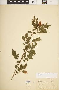 Rosa carolina subsp. subserrulata image