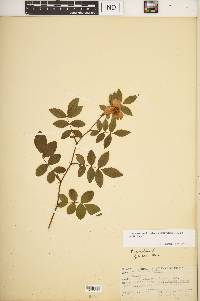 Rosa carolina subsp. subserrulata image