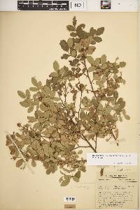 Rosa carolina subsp. subserrulata image