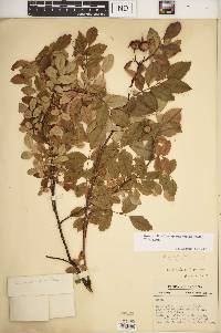 Rosa carolina subsp. subserrulata image