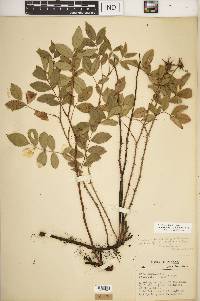Rosa carolina subsp. subserrulata image