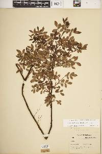 Rosa carolina subsp. subserrulata image