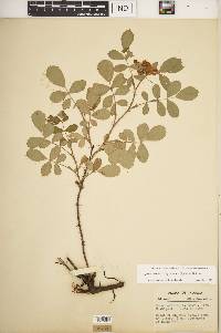 Rosa carolina subsp. subserrulata image