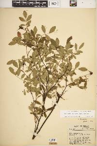 Rosa carolina subsp. subserrulata image