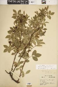 Rosa carolina subsp. subserrulata image