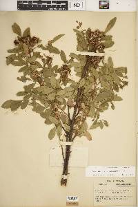 Rosa carolina subsp. subserrulata image