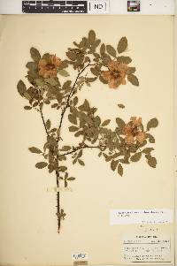 Rosa carolina subsp. subserrulata image