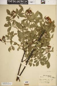 Rosa carolina subsp. subserrulata image