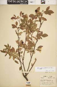 Rosa carolina subsp. subserrulata image