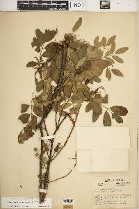 Rosa carolina subsp. subserrulata image