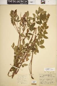 Rosa carolina subsp. subserrulata image