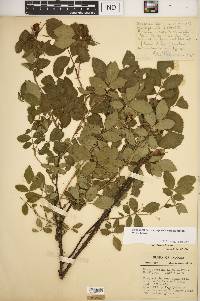 Rosa carolina subsp. subserrulata image