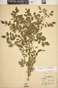 Rosa carolina subsp. subserrulata image