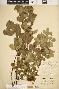 Rosa carolina subsp. subserrulata image