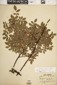 Rosa carolina subsp. subserrulata image