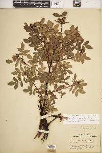 Rosa carolina subsp. subserrulata image