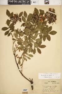 Rosa carolina subsp. subserrulata image