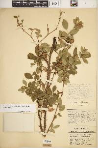 Rosa carolina subsp. subserrulata image