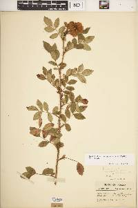 Rosa carolina subsp. subserrulata image