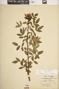 Rosa carolina subsp. subserrulata image