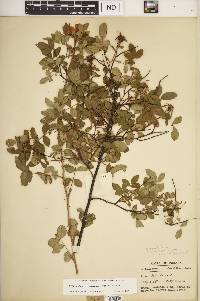 Rosa carolina subsp. subserrulata image