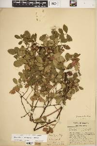 Rosa carolina subsp. subserrulata image