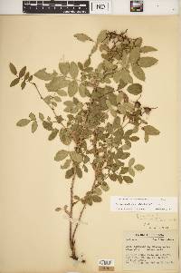 Rosa carolina subsp. subserrulata image