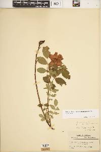 Rosa carolina subsp. subserrulata image