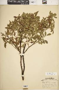 Rosa carolina subsp. subserrulata image