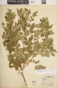 Rosa carolina subsp. subserrulata image