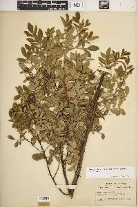 Rosa carolina subsp. subserrulata image