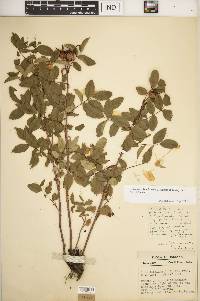 Rosa carolina subsp. subserrulata image