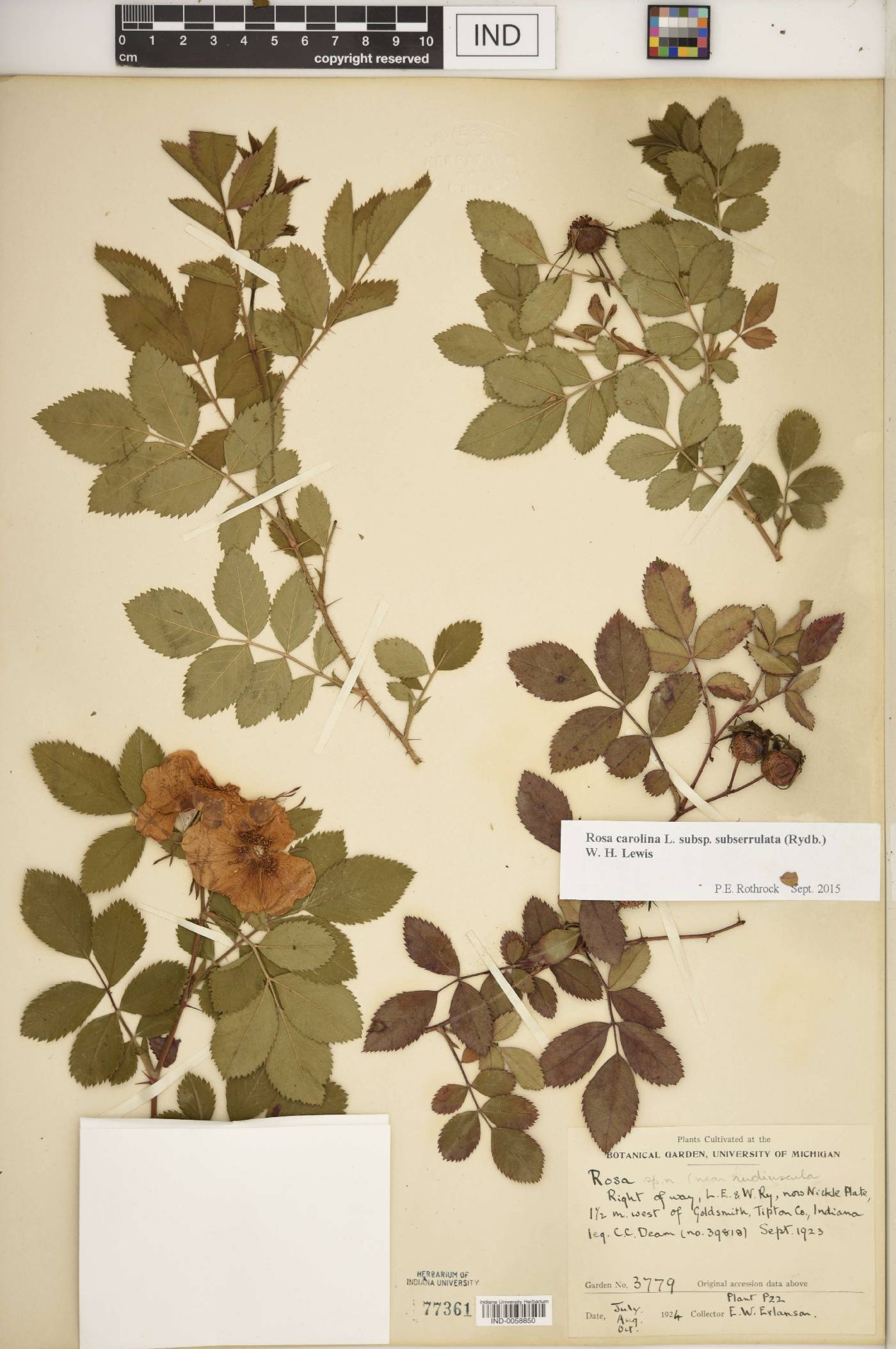 Rosa deamii image