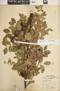 Rosa carolina subsp. subserrulata image